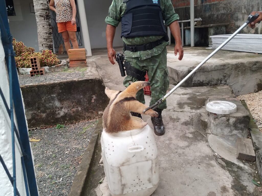 Tamanduá resgatado em Teresina pelo Batalhão de Polícia Ambiental