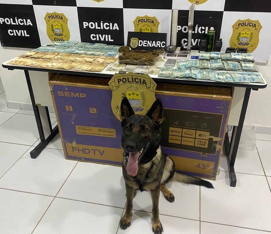 K9 Katrina ajudou a encontrar entorpecentes