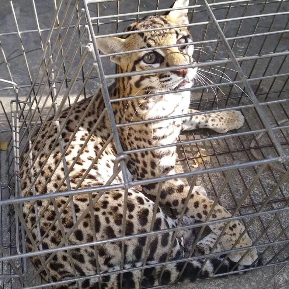 Jaguatirica apreendida no Piauí