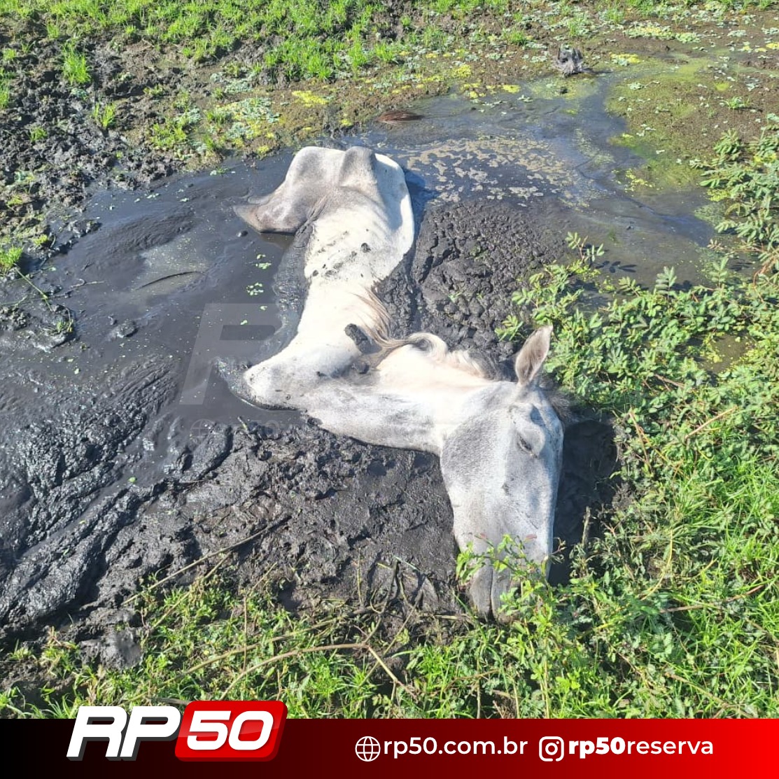 WhatsApp Image 2026-01-05 at 06.58.35 (2)